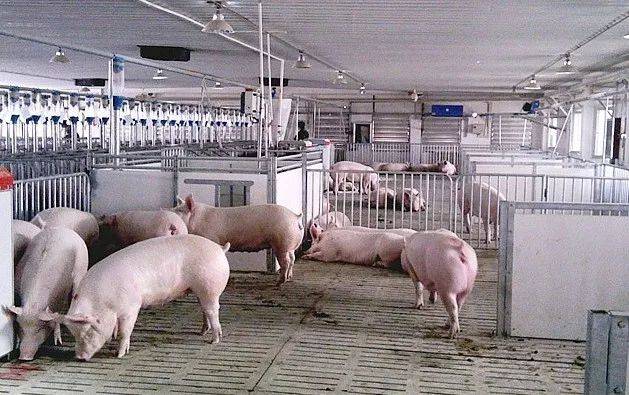 非洲豬瘟為何先感染母豬和育肥豬，再感染保育豬？