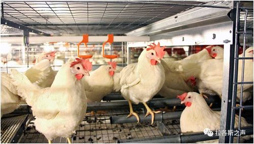 全球多地畜禽養(yǎng)殖業(yè)調(diào)整，糧食安全與產(chǎn)業(yè)鏈轉(zhuǎn)型挑戰(zhàn)并存