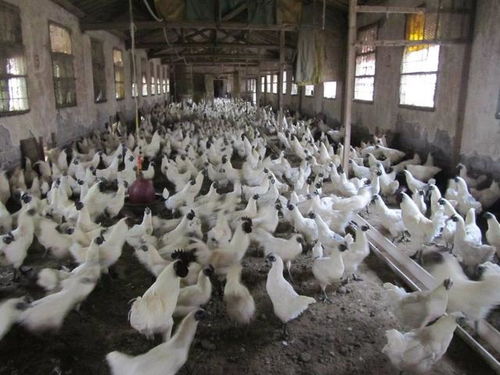 中央一號(hào)文件引爆三農(nóng)圈 外媒關(guān)注蜜蜂對(duì)有機(jī)農(nóng)業(yè)重要性，助力農(nóng)產(chǎn)品銷(xiāo)售升級(jí)