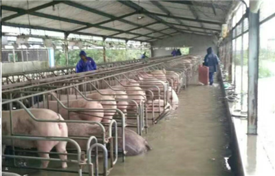 洪水無(wú)情，中糧有情——“新飼軍”與客戶攜手抗洪，共筑水產(chǎn)養(yǎng)殖防線